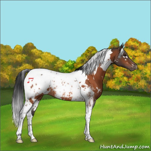 Horse Color:White Spotted Brown Tobiano Appaloosa Rabicano 