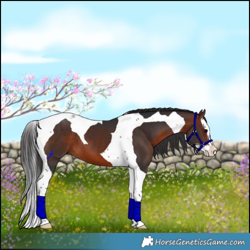Horse Color:Brown Splash Tobiano 