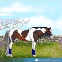 Horse Color:Brown Splash Tobiano