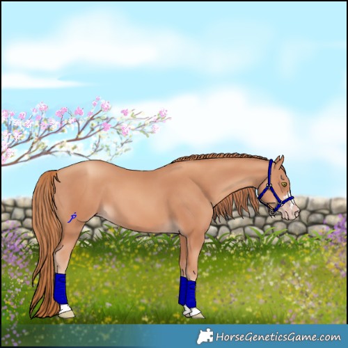 Horse Color:Gold Champagne 