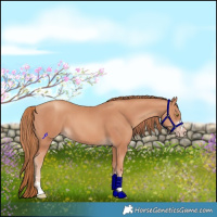 Horse Color:Gold Champagne 