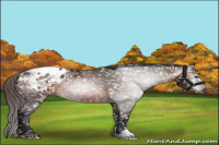 Horse Color:Gray Bay Appaloosa 