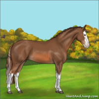 Horse Color:Chestnut Splash 