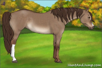 Horse Color:Liver Red Dun 