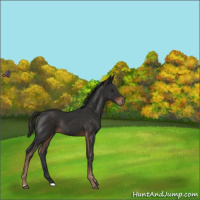 Horse Color:Liver Chestnut Rabicano 