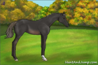 Horse Color:Liver Chestnut Mushroom