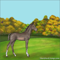 Horse Color:Liver Chestnut Mushroom 