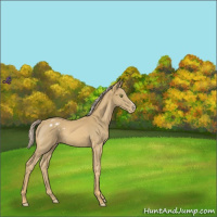 Horse Color:Palomino Mushroom Appaloosa 