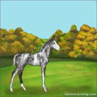 Horse Color:White Spotted Liver Chestnut Mushroom