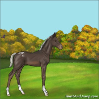 Horse Color:Liver Chestnut Mushroom Appaloosa 