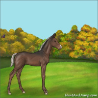 Horse Color:Liver Chestnut Mushroom 