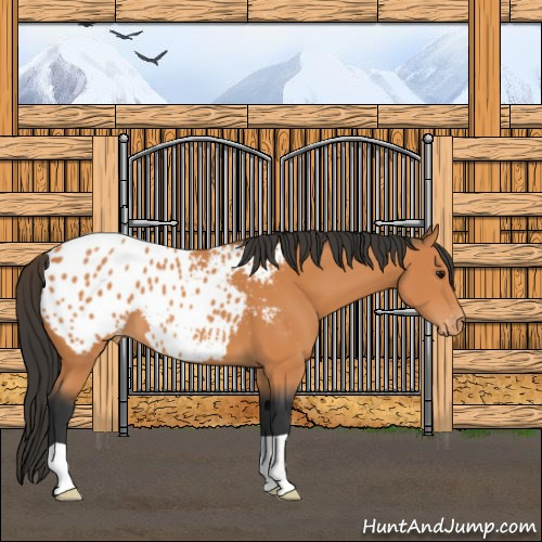 Horse Color:Bay Appaloosa 