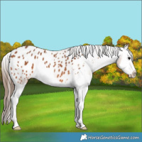 Horse Color:Bay Splash Appaloosa