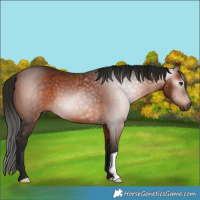 Horse Color:Gray Bay 