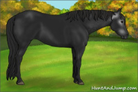 Horse Color:Gray Black