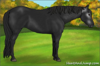 Horse Color:Gray Black 