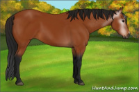 Horse Color:Gray Bay 
