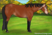 Horse Color:Gray Bay 