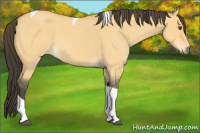 Horse Color:Buckskin Roan Dun Tobiano 
