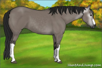 Horse Color:Gray Grullo 