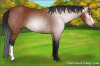 Horse Color:Gray Bay 