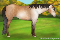 Horse Color:Gray Amber Champagne 
