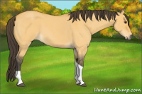 Horse Color:Buckskin Roan Dun Tobiano 