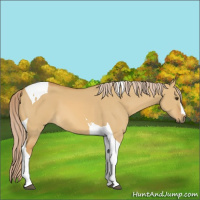 Horse Color:Palomino Dun Tobiano 