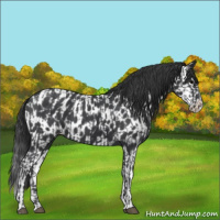 Horse Color:Black Varnish Rabicano  and Blue Roan Splash Near Leopard 