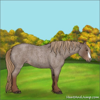 Horse Color:Liver Red Roan 