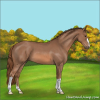 Horse Color:Red Roan 