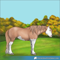 Horse Color:Gold Champagne Splash 