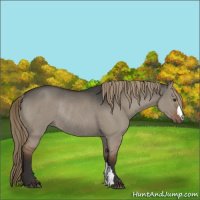 Horse Color:Liver Red Dun Rabicano
