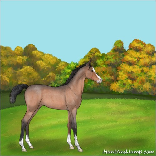 Horse Color:Bay Roan Splash 