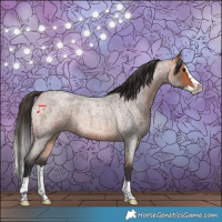 Horse Color:Bay Roan Splash