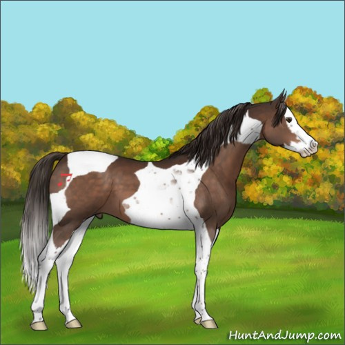 Horse Color:Liver Chestnut Splash Tobiano 