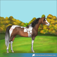 Horse Color:Bay Splash Tobiano Rabicano 