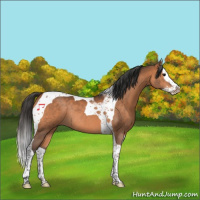Horse Color:Bay Splash Tobiano Rabicano 