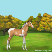 Horse Color:Buckskin Splash Tobiano 
