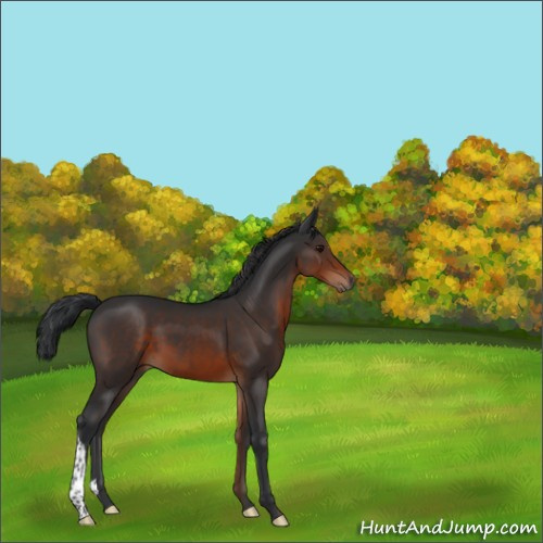 Horse Color:Brown 