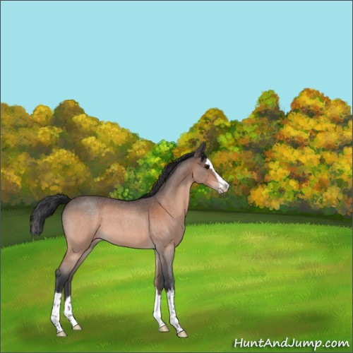 Horse Color:Bay Roan Splash 