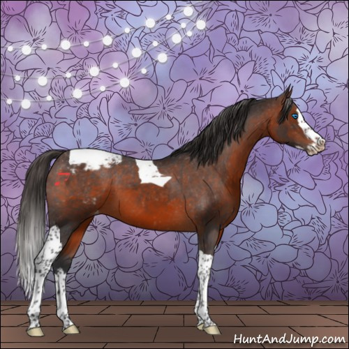 Horse Color:Brown Splash Tobiano Appaloosa 