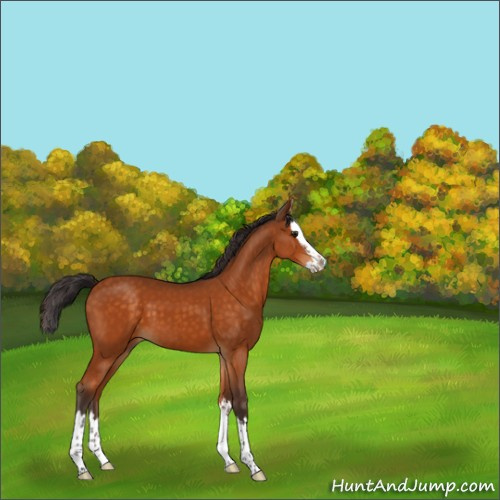 Horse Color:Buckskin Sabino Splash 