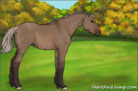 Horse Color:Silver Brown Dun 