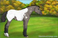 Horse Color:Grullo Appaloosa 
