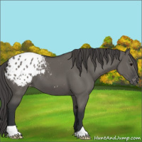 Horse Color:Grullo Appaloosa 