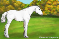 Horse Color:Silver Brown Appaloosa 