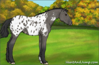 Horse Color:Grullo Appaloosa 