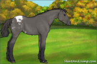 Horse Color:Grullo Appaloosa 