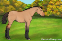 Horse Color:Bay Dun 
